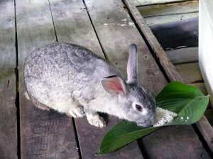 thai rabbit